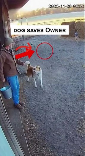 Fearless Dog Saves the Boy Just in Time! #DogPower #HeroDog