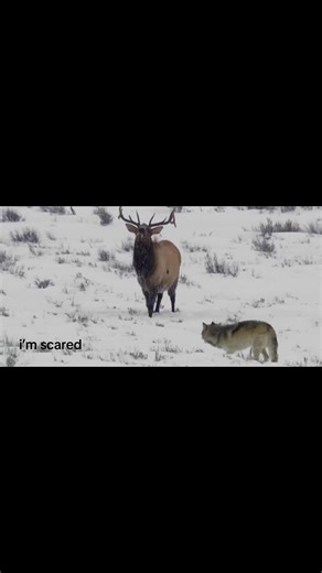 Video van godsquietchild (@godsquietchild) over i'm afraid