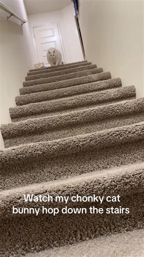 Chonky Cat Bunny Hops Down the Stairs