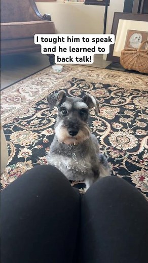 NEVER teach a Mini Schnauzer to talk! #minitureschnauzer