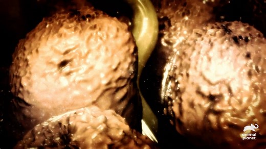 584K views · 9.4K reactions | A toddler from Ohio stops eating and suffers bizarre salt cravings. When her parents realize she’s no longer growing, multiple doctors examine the girl, but to no avail. Could there be a monster lurking inside of her? Stream Monsters Inside Me on Discovery+ #AnimalPlanet #MonstersInsideMe | Animal Planet | Facebook