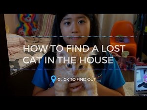 How to Call a Lost Cat in the House