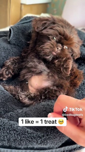 Adorable Shih Tzu Puppies to Brighten Your Day