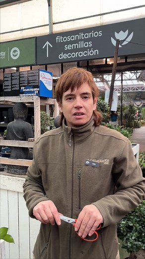 🌿✨ Ahora que ya sabes cómo podar el Ficus Ginseng, ¿te animas a tener uno en tu casa? #ficus #ficusginseng #poda #podabonsai | Casaplanta Vigo