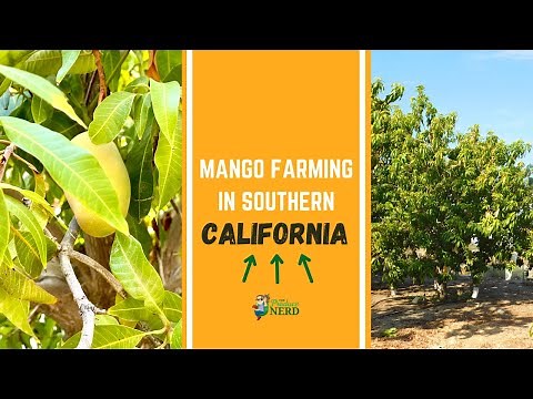 Mango Farming in California: Growing, Harvesting & Packing in Southern California
