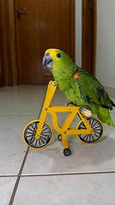 18K views · 2.3K reactions | My parrot's tricks #birds #parrot #pets #birdsofinstagram #animals #cyclist #cycling #bike #papagaio #animaisdeestimação #bicicleta #bici | Kenny Slowbird | Facebook