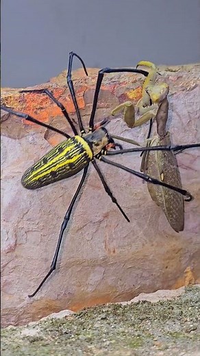 Spider Takes on a Praying Mantis - Who Will Win?