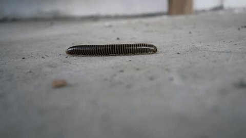 clip-3994327045-centipede-walking-on-ground