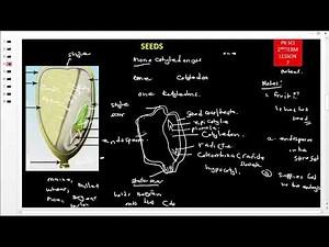 primary six p6 science notes under seeds , seed germinations