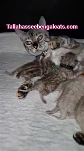 Bengal cats #bengalcattery #bengalcat #tallahasseefl #healthtested #tica #2k #dnatested #snowbengals