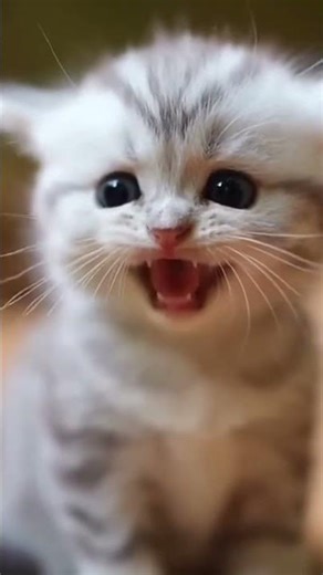 “Cutest Meow ” #cat #catvideos #shorts #cute