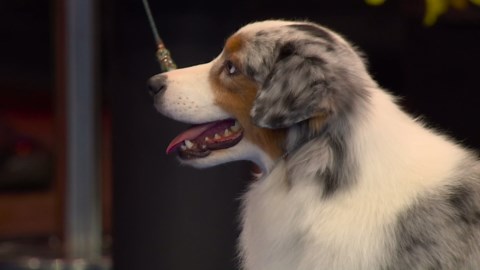 2025 NDS: Herding Group winner