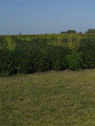 Choosing the Best Herbicide for Soybeans: BASF Trials