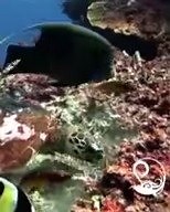 Today is World Turtle Day and to honour our shelled friends, we have compiled a few of our favourite clips! Credit: @frankiegillingwater @sarwren | UNREEL