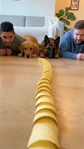 Men vs 2 Dogs Lays Eating Challenge 🐶🔥 | Extreme Speed Chewing#patsocial