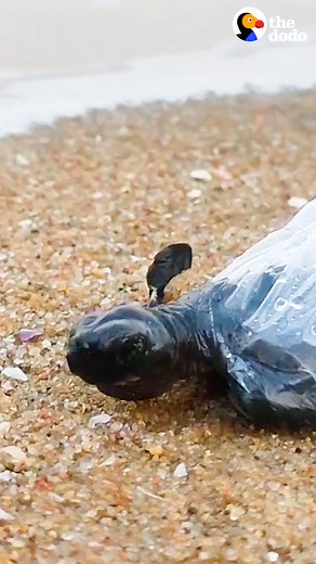 Baby turtle tangled in plastic gets rescued — and waddles home to the ocean 💚 | The Dodo