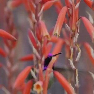 4.2K views · 242 reactions | A male Costa’s hummingbird feeds on aloe flowers at Sunnylands, revealing amazing colors used to impress females in his courtship display. Coachella Valley Video! - by Tim Laman | Coachella Valley | Facebook