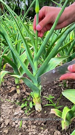 The process of cutting garlic scapes. #farming #work #satisfying