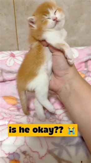 Cat.exe Has Stopped Working 💀