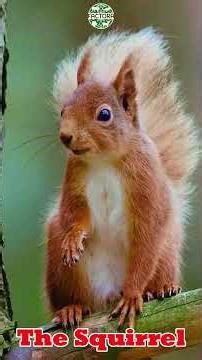 Animals vs. Mirrors: The Funniest Reactions! 🦁😂 #Animals