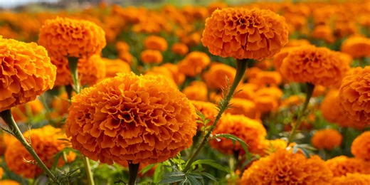 These Beautiful Annual Flowers Pay Big Dividends in Your Garden