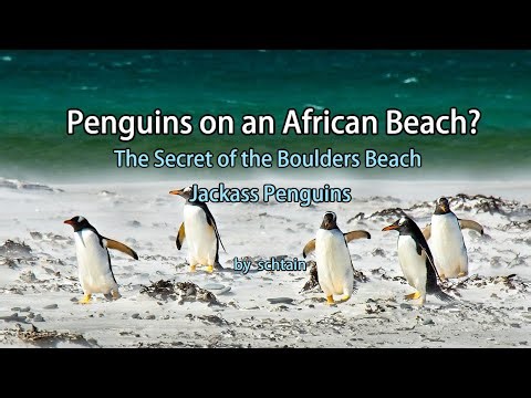 Penguins on an African Beach The Secret of the Boulders Beach Jackass Penguins