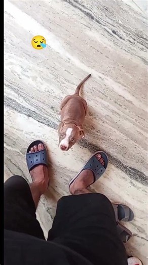 കുഞ്ഞായിരുന്നപ്പോൾ 😪nora#pitbull #dogshorts