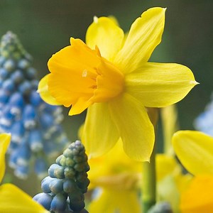 Tete-a-Tete Miniature Daffodil, Narcissus | American Meadows
