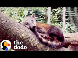 Rare Animals Raised As Pets Learn How To Be Wild | The Dodo