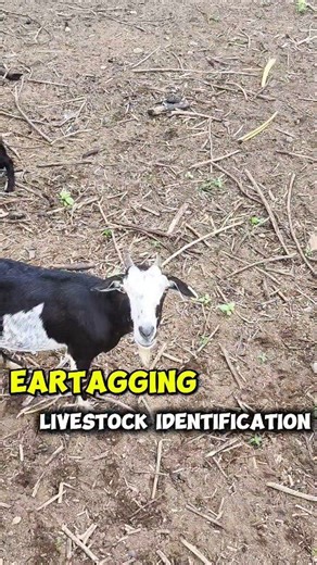 Best Practices sa Pag-aalaga ng Kambing 🐐 EAR TAGGING | Mahalaga, Simple, Epektibo! ✅ Identification – Madaling makilala ang bawat kambing ✅ Iwas Inbreeding – Alam mo ang bloodline, iwas problema sa lahi ✅ For Record Purposes – Mas maayos na monitoring at farm management 📌 Ang maayos na eartagging ay susi sa mas malusog at produktibong kawan. 💪🐐 Alaga mo, siguradong kontrolado! #GoatFarmingPH #Eartagging #SmartFarming | UMAestro.Tv