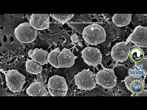 15 Second Science - Archaea