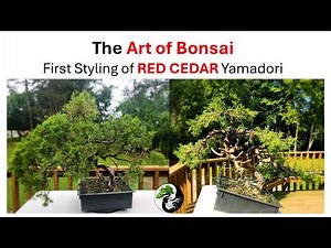 Eastern Red Cedar Bonsai Transformation