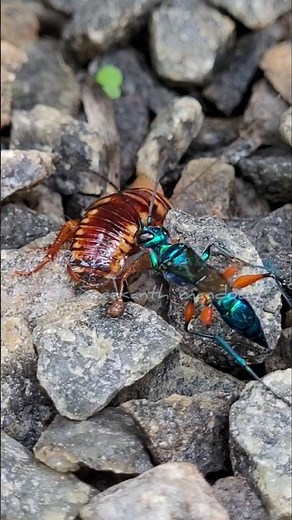 The Emerald cockroach wasp's sting: a complex manipulation #nature