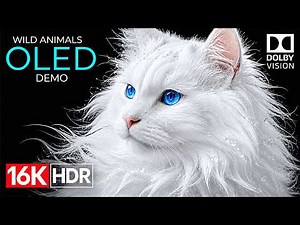 Amazing Nature Video 4K HDR 120FPS | Real Dolby Vision Ultra HD (8K Video TV)