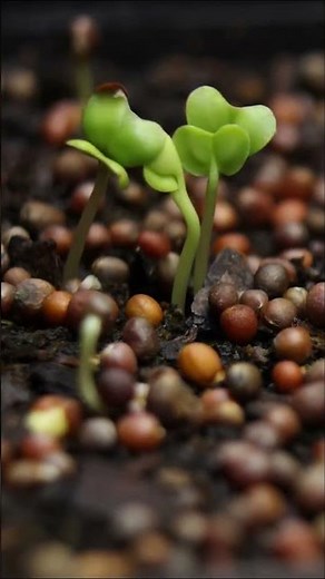 Broccoli Seed Germination Growth Process