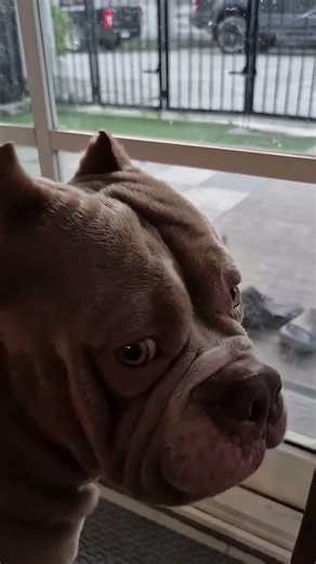 สวยไปวันๆเพราะสวยพร้อมกัน2วันไม่ได้ 🐕‍🦺❤️😍#Shortvideos