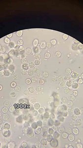 What Salt Really Looks Like Under a Microscope