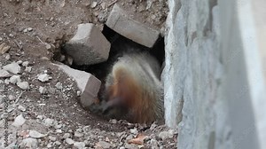 groundhog woodchuck ground squirrel coming out of hole lair den (small furry rodent hog) digging in park sniffing, grooming fighting group
