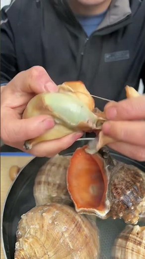 ​How to Properly Prep and Eat Massive Conch! 🐚 #shorts #reels #seafood