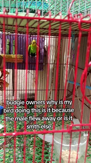 Understanding Your Budgie's Behavior