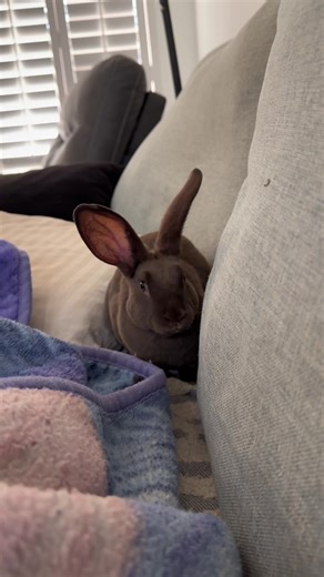 Welcome Cody to the family! Hes a 9 week old chocolate rex rabbit. (Not for taxidermy) #rabbit #rexrabbit #bunny #cody #fyp