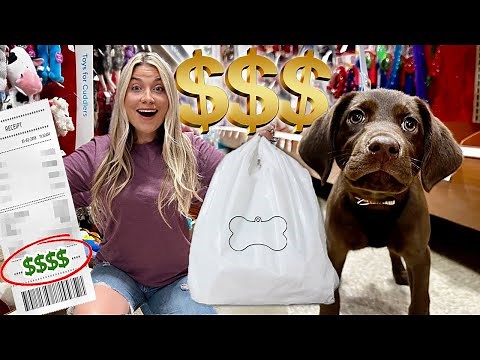 Buying my 3-Month-Old Puppy Everything She Touches! | CHOCOLATE LAB PUPPY