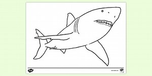 Great White Shark Colouring Page