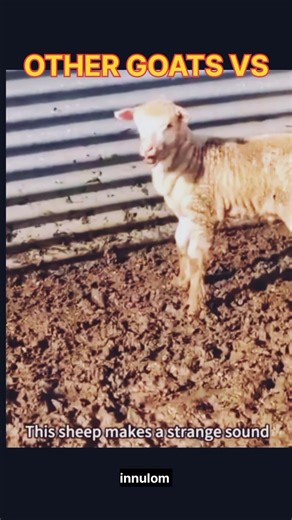 OTHER GOATS: PURE CUTENESS 🥺💖LAST GOAT: CHOOSE VIOLENCE 💀💥