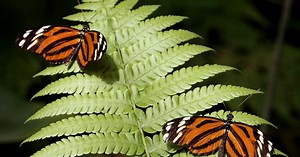 Environnement. La biodiversité expliquée aux enfants et aux ados