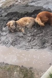 3.6M views · 17K reactions | Dogs are at their happiest when rolling around in puddles of mud! It's crazy to believe!  | The Woof World | Facebook