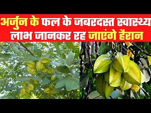 Arjun Fruit Benefits: अर्जुन के फल के जबरदस्त स्वास्थ्य लाभ जानकर रह जाएंगे हैरान
