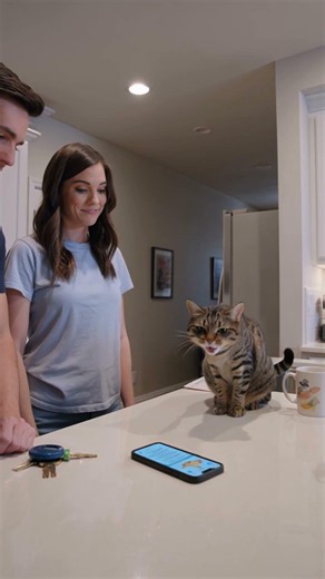 Testing the cat translator app. Link in BIO #cat #translator #talk #cattranslator #meow