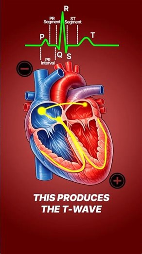 How To Read An ECG (Animated)