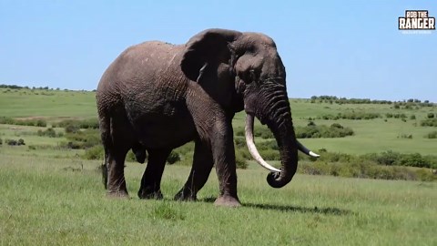 Two Giant Elephant Bulls Face-Off In Epic Display